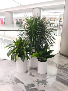 宁波鄞州绿植租摆,专属方案扮靓你的场地><div class=